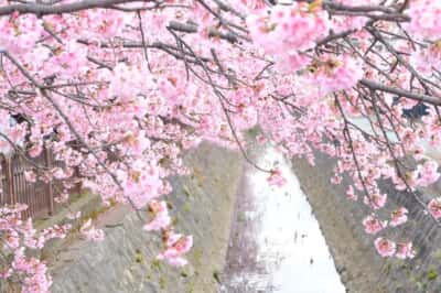 BEYOOOOONDS前田こころ｢桜の季節｣【QJWebカメラ部】