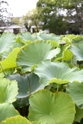 撮影＝蒼井嵐樹