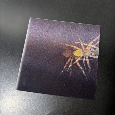 蜘蛛に対する恐怖心｜【豪華特装版】『恐怖心展』