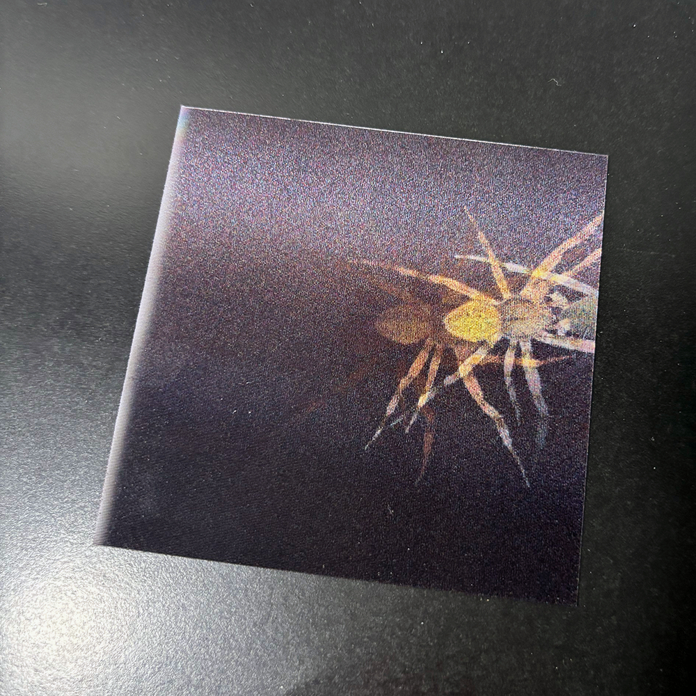 蜘蛛に対する恐怖心｜【豪華特装版】『恐怖心展』