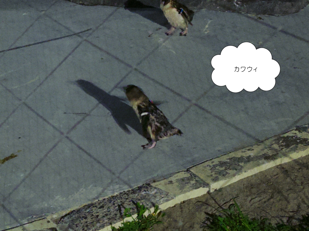 ExWHYZ・mikina